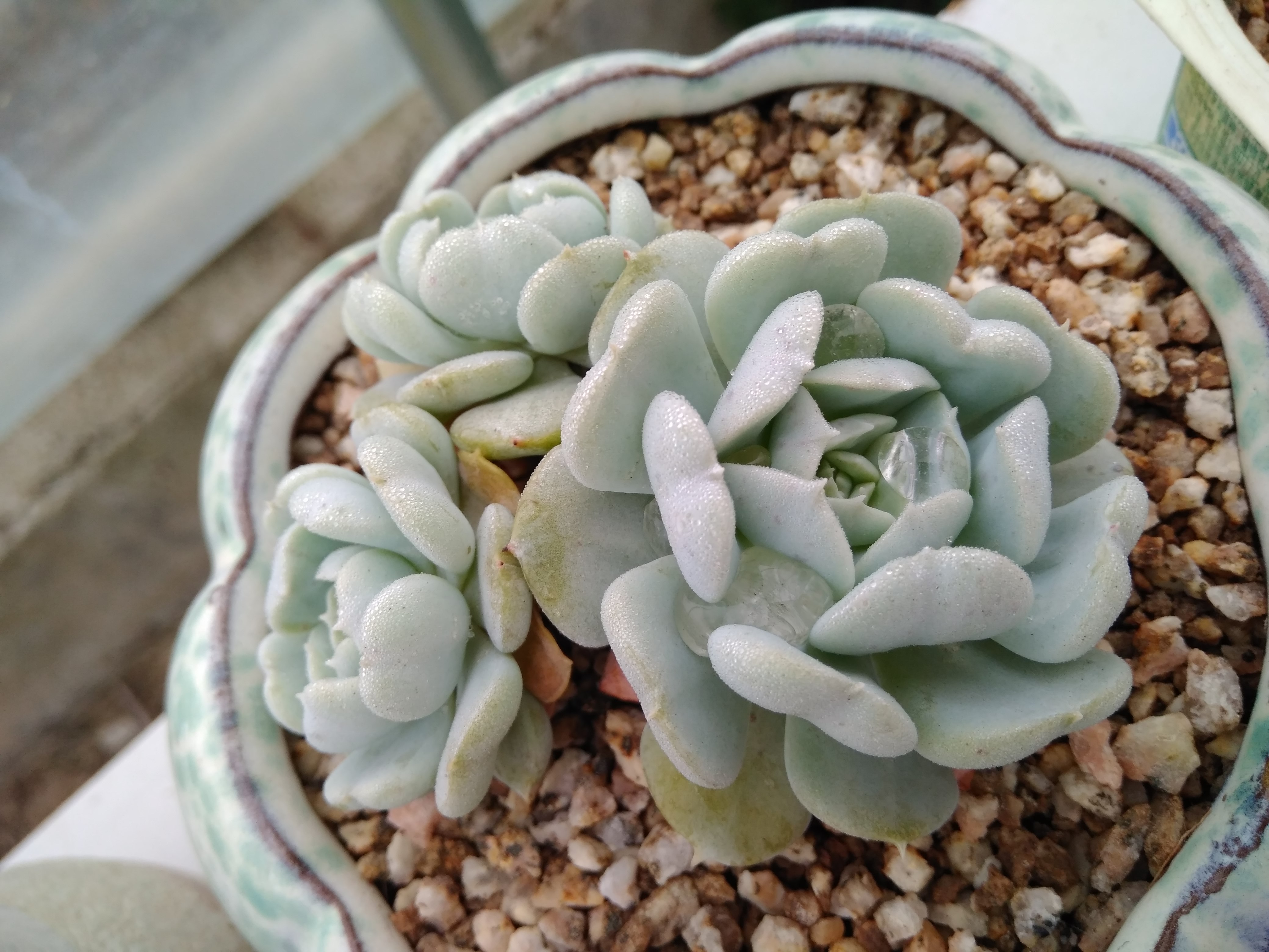 多肉植物晚霞邸园之舞丝绒维纳斯天鹅湖初吻高砂之
