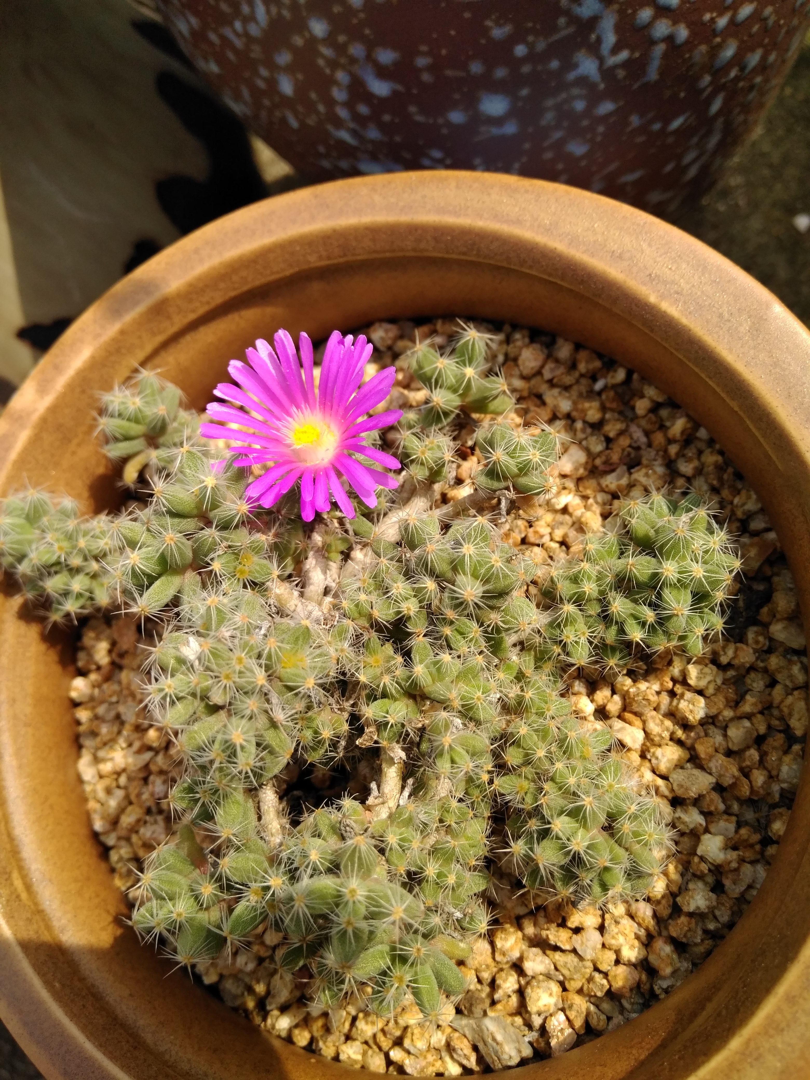 控养多肉植物姬红小松净化空气办公桌组合超萌绿植多肉植物