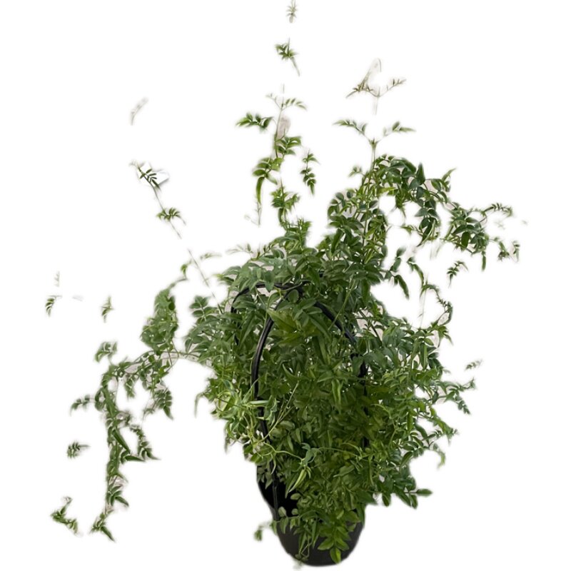 植物花园藤本多花素馨盆栽1加仑室外阳台爬援时令草本花卉