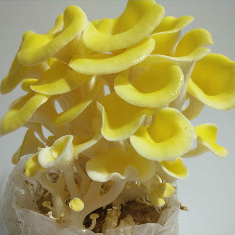 首页 痛风淘宝      悦蘑菇娘 平菇蘑菇菌包菌棒