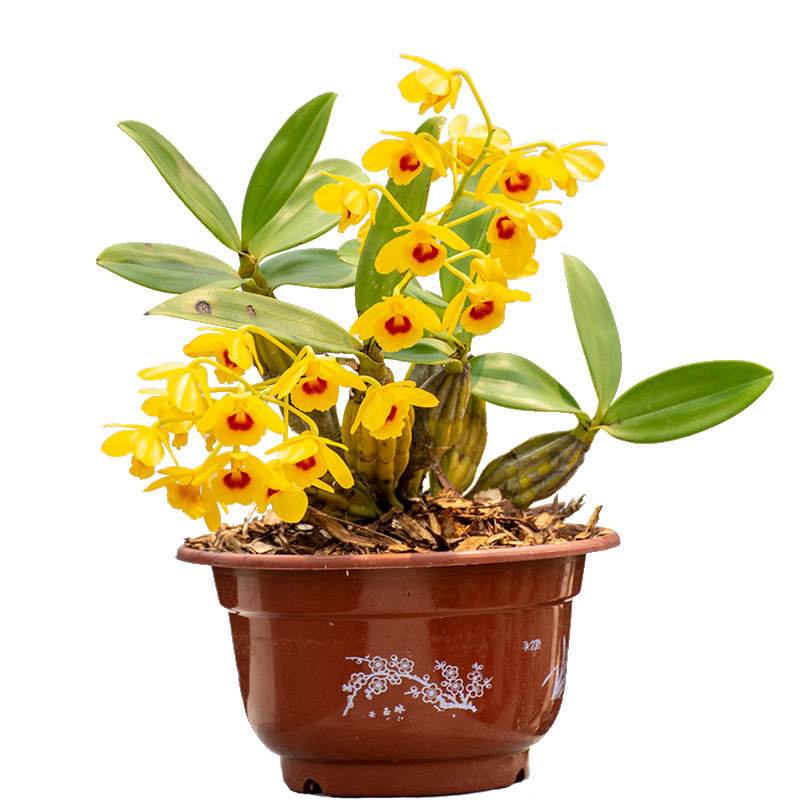 石斛鼓槌盆栽粟斑鸡蛋缅甸云南铁皮苗鲜条国兰