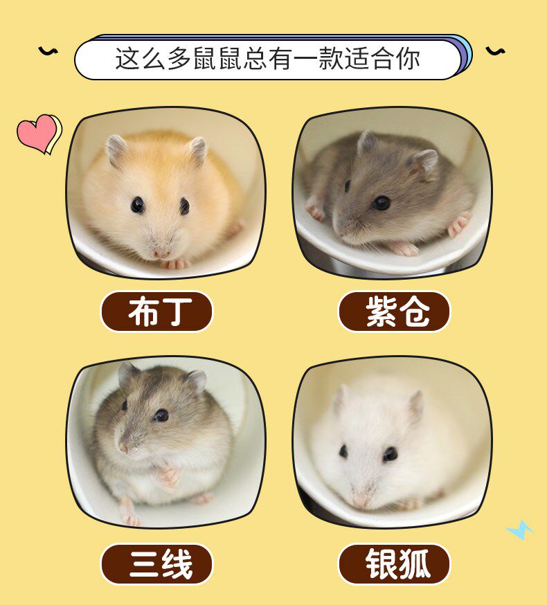 仓鼠活物打过疫苗一对布丁三线银狐一公一母仓鼠