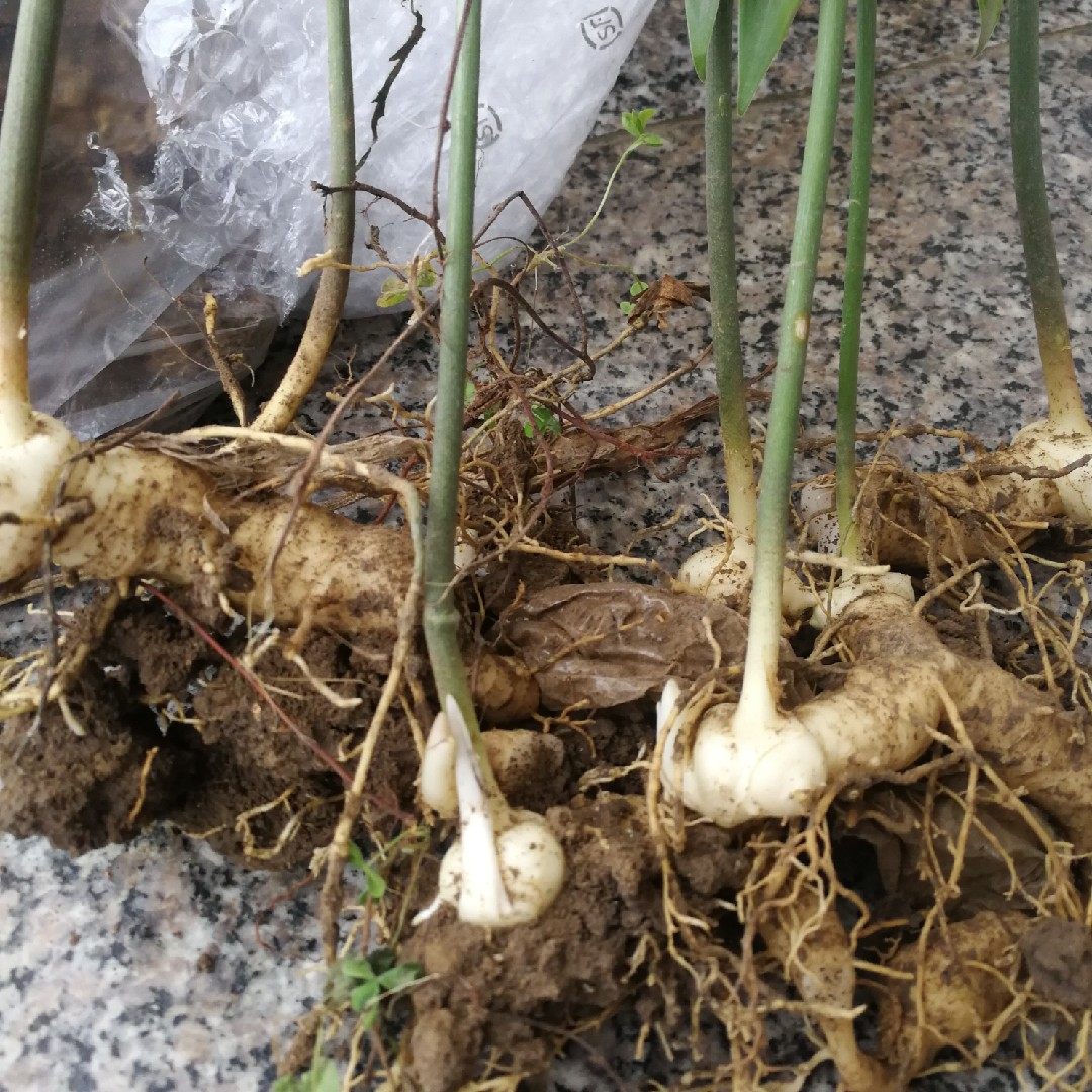 大别山野生新鲜黄精现5-10年煲汤泡酒炮制中药材材料黄精