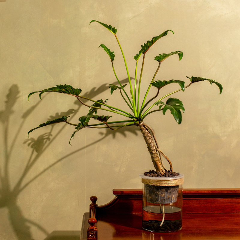 天南天南星星科小天使水培植物室内好养无土绿植绿植