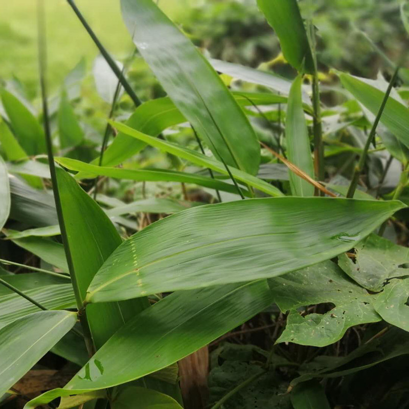 粽子新鲜粽叶子叶野生大粽叶天然包粽子叶子真空粽叶