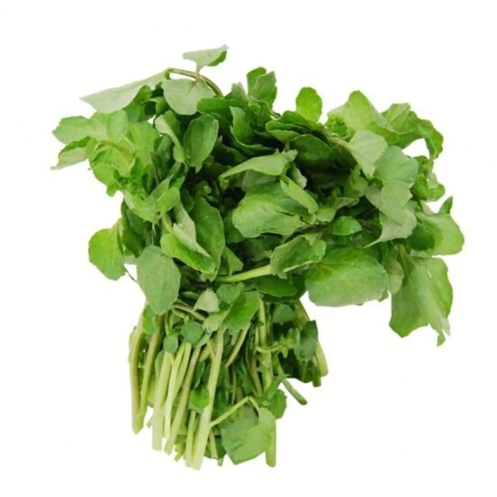 野生西洋洋菜种子豆瓣菜种种籽四季种植水生家庭园艺种子