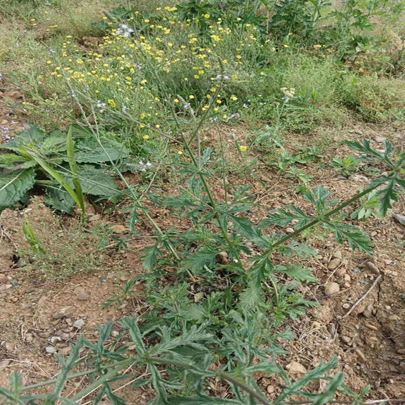 马鞭深山新鲜燕尾天然蜻蜓龙芽草铁马现采白马鞭其他药食同源食品