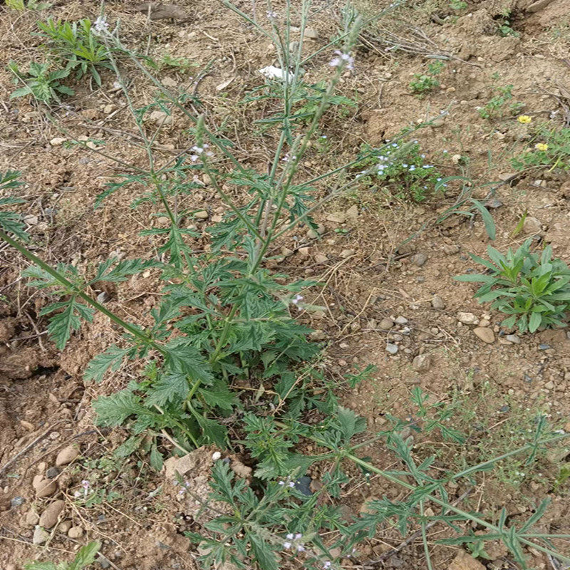 马鞭深山新鲜燕尾天然蜻蜓龙芽草铁马现采白马鞭其他药食同源食品
