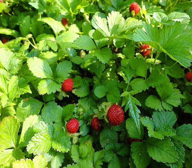 神农架特产大山蛇莓草 野生新鲜带根 蛇泡草蛇果藤蛇盘草三皮风中