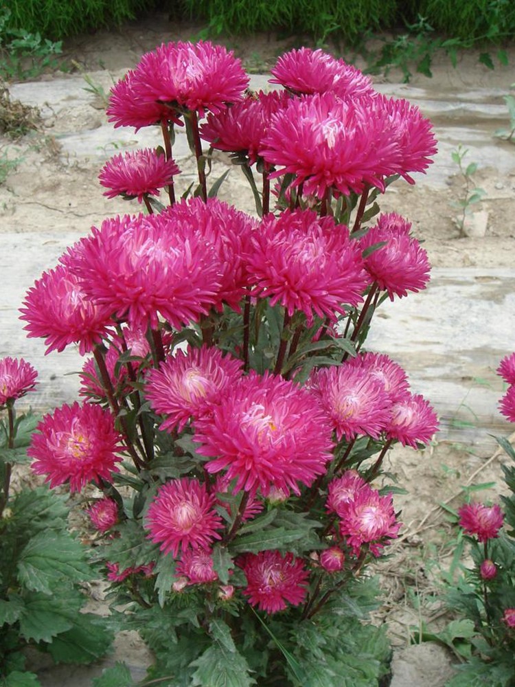 花卉种子翠菊少女盆丽系列多花重瓣矮杆植物家庭园艺种子