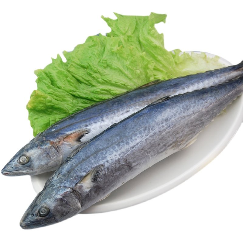 10斤115斤青岛鲅鱼新鲜鲜活冷冻整条海鱼大鱼马鲛鱼