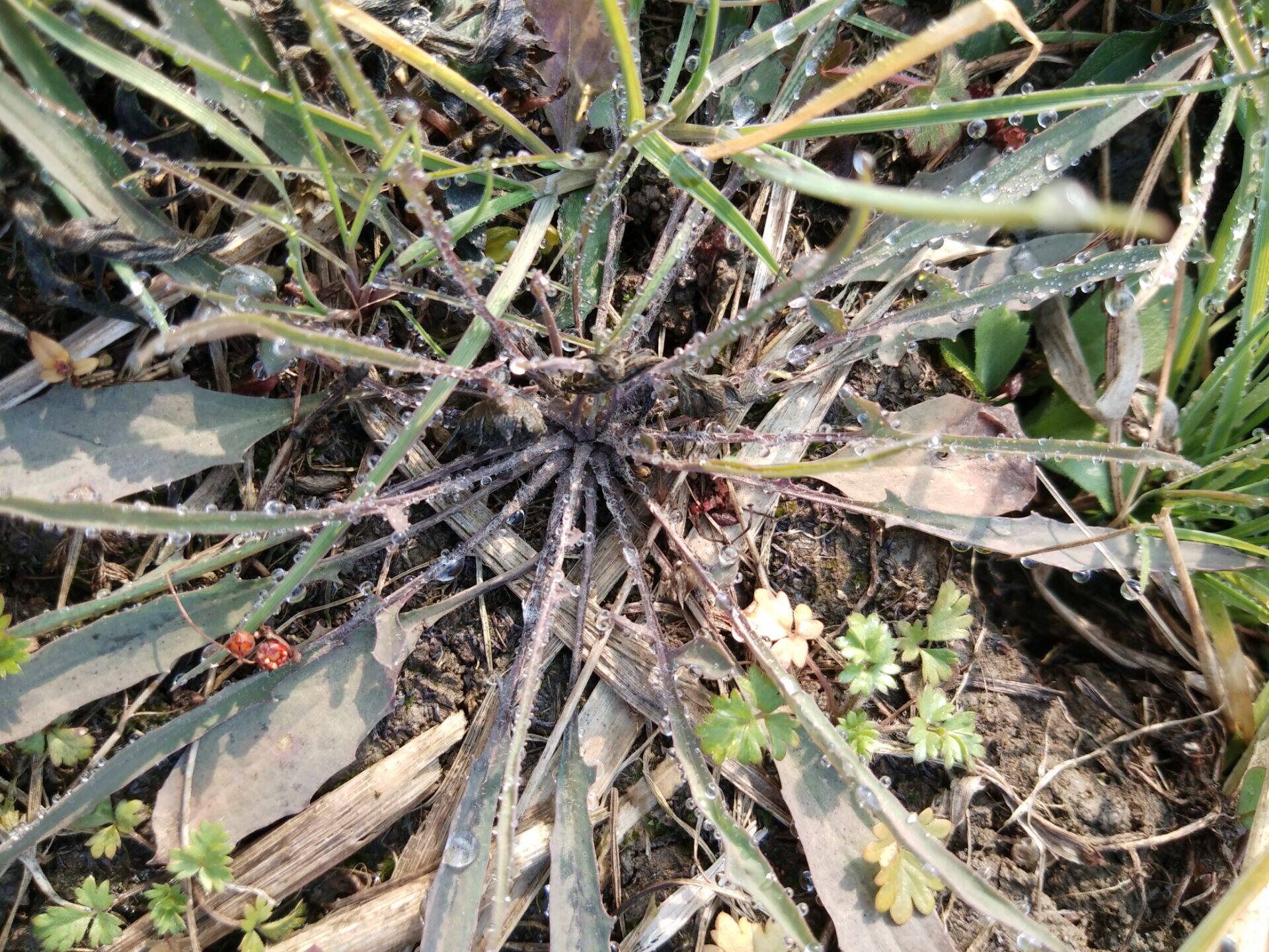 菜苦农家苦菜野生新鲜500g包邮小苦荬麻子碟子其他药食同源食品