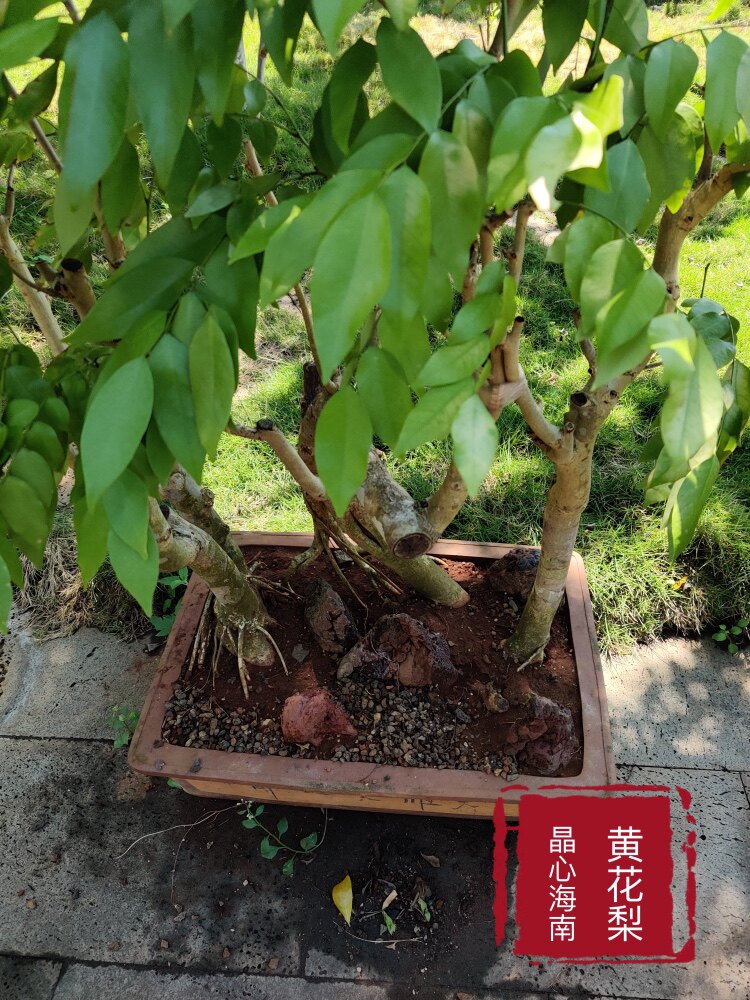 晶心海南黄花梨盆景造型庭院花卉装饰创意家居摆件户外