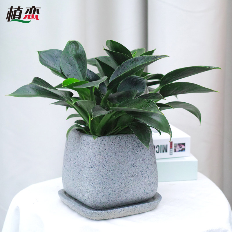 金钻小盆盆栽办公办公室室内新房家庭净化空气甲醛绿植