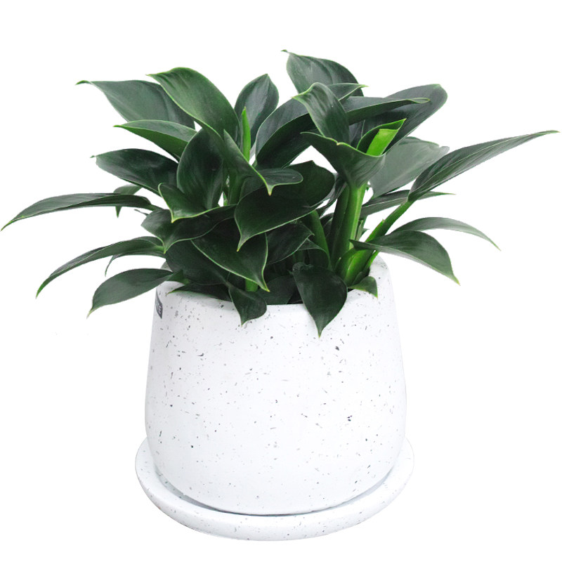 金钻小盆盆栽办公办公室室内新房家庭净化空气甲醛绿植