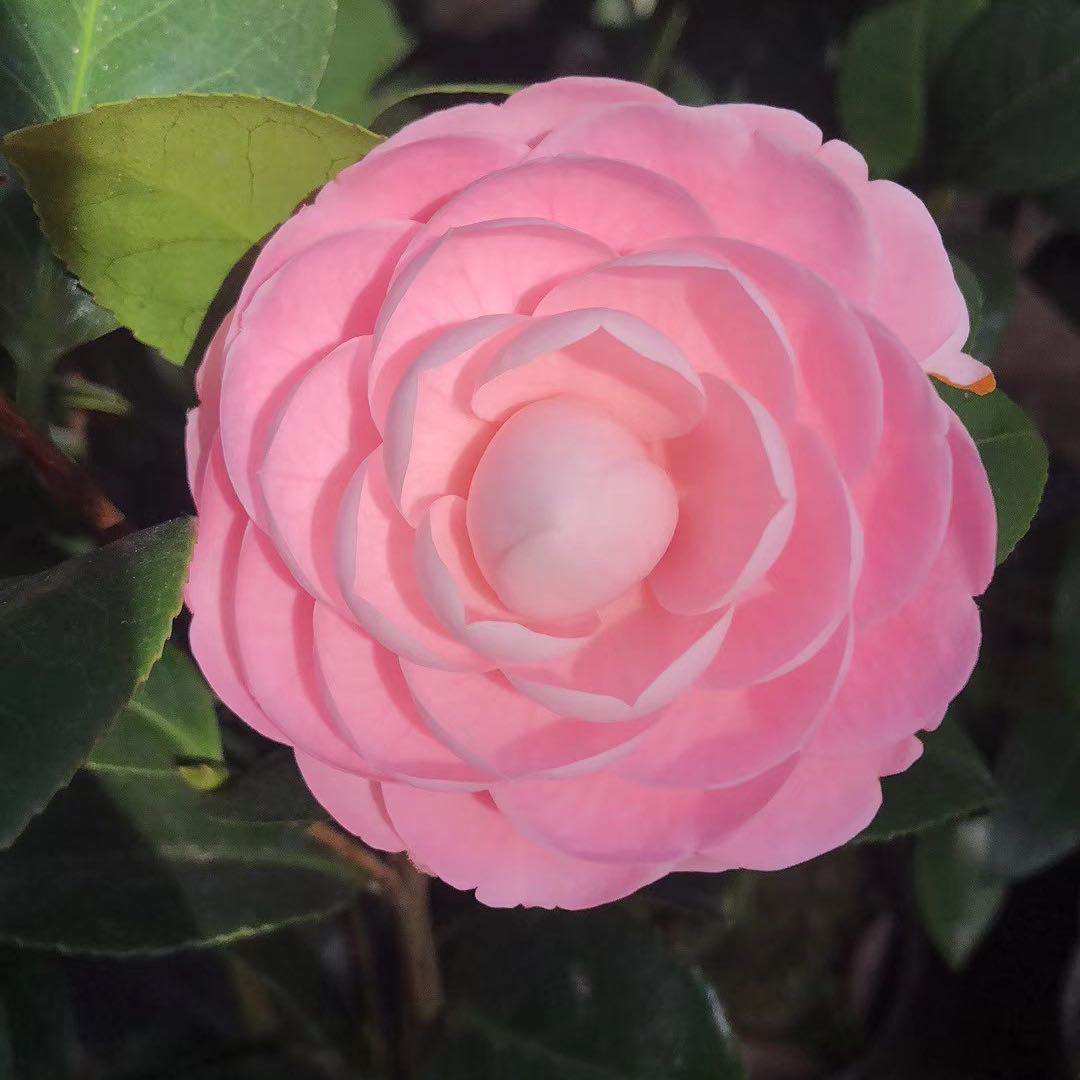 宫粉茶花小桃桃红山茶室内庭院阳台四季绿植时令草本花卉