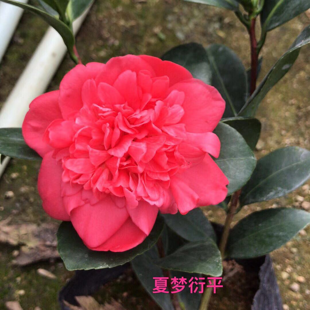 夏日系列重瓣四季茶花夏梦衍平夏咏国色文清谢座叠星七心新品种茶