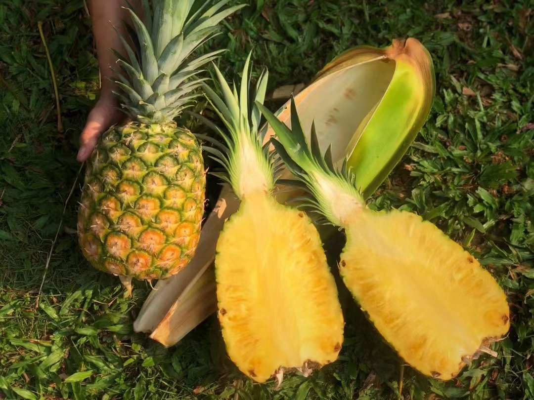 海南三亚黄金凤梨金菠萝菠萝蜜新鲜水果当季纯甜菠萝
