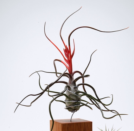 空气凤梨无土植物章鱼懒人花卉盆栽绿植多肉绿植