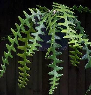 鱼骨令箭锯齿昙花多肉植物仙人仙人掌掌科花卉绿植