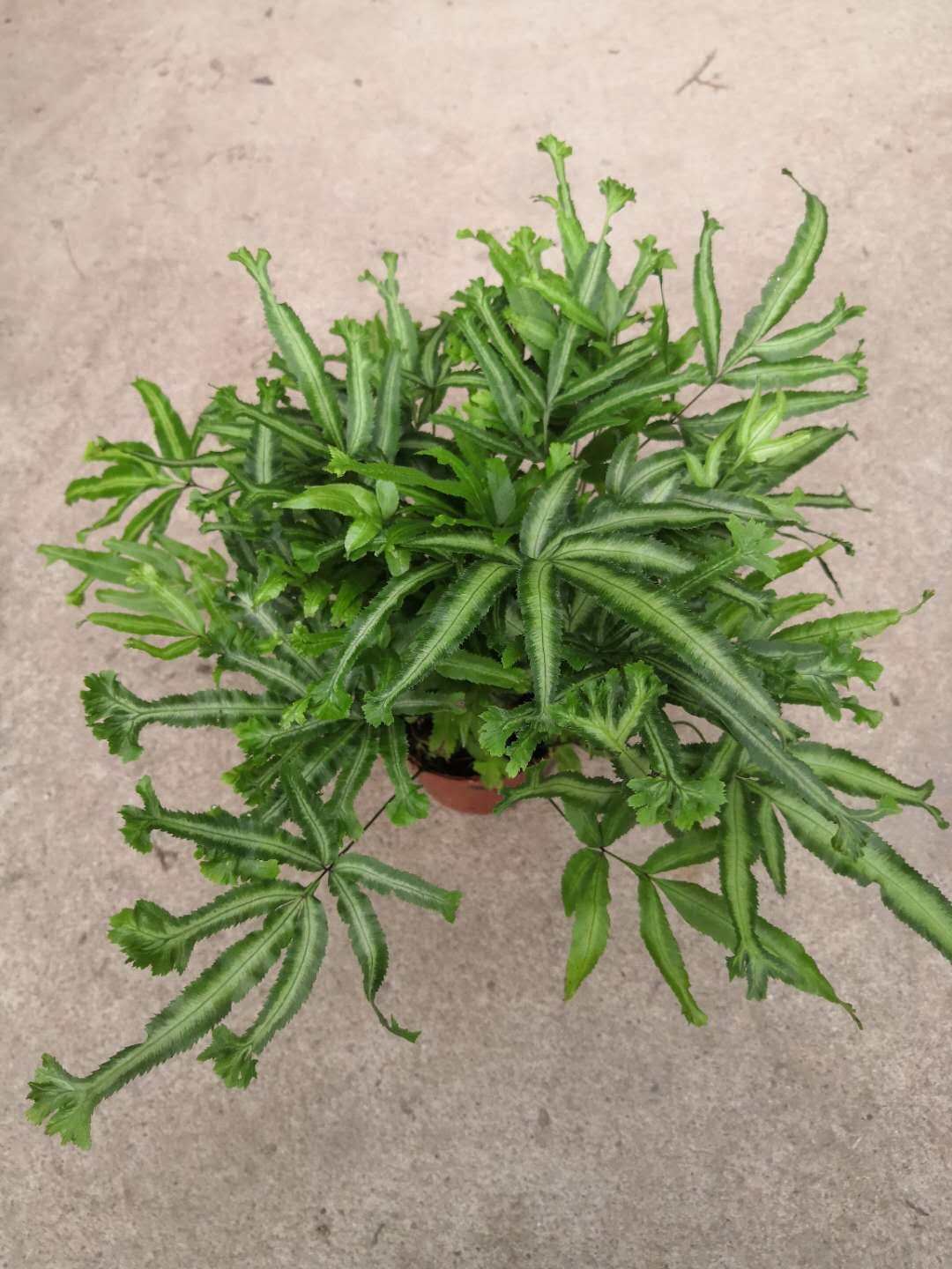 银线阿波美丽蕨耐阴喜水盆盆栽办公办公桌桌面植物盆栽批发