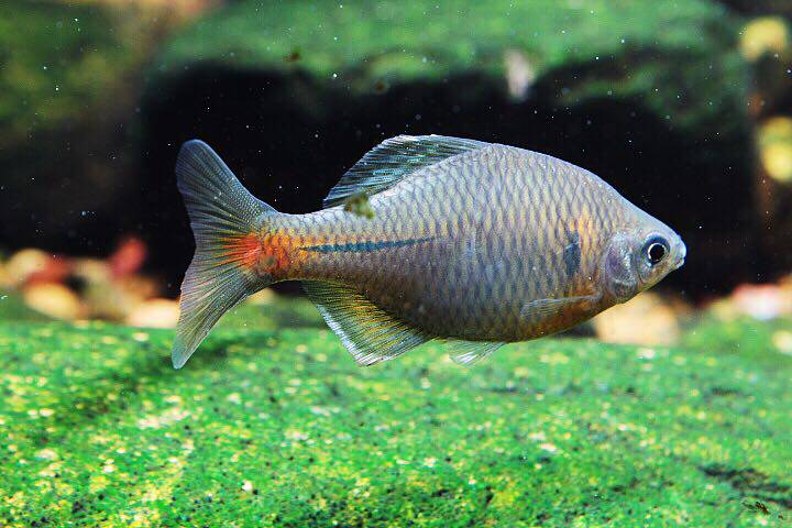 白边鳑旁皮原生冷水鱼观赏鱼鳑鲏常年发色现货鱼