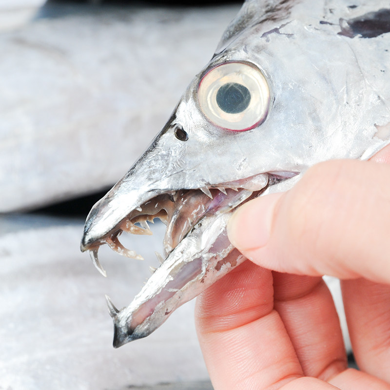 4斤舟山东海水产带鱼小眼睛整条新鲜冷冻中段带鱼