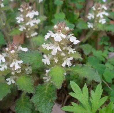 新鲜白毛夏枯草枯草破血白头翁苦草散血龙胆500克其他药食同源食品