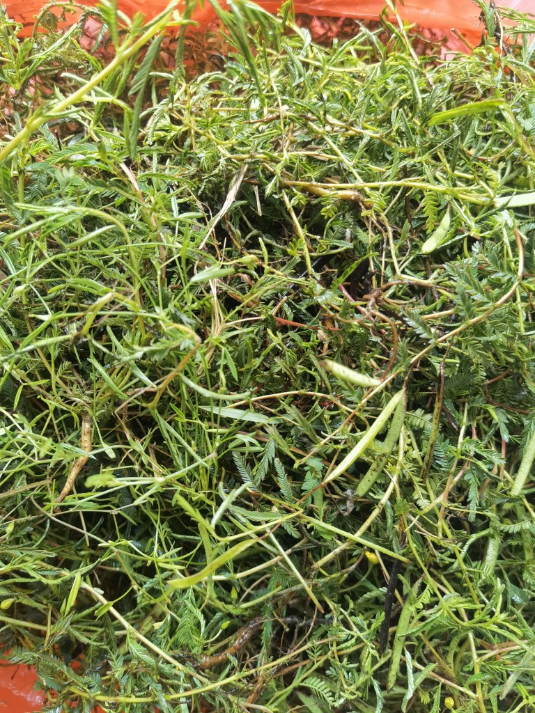 软肝铁甲草益肝草坡地宝软甘草软干鲤鱼鱼刺其他药食同源食品