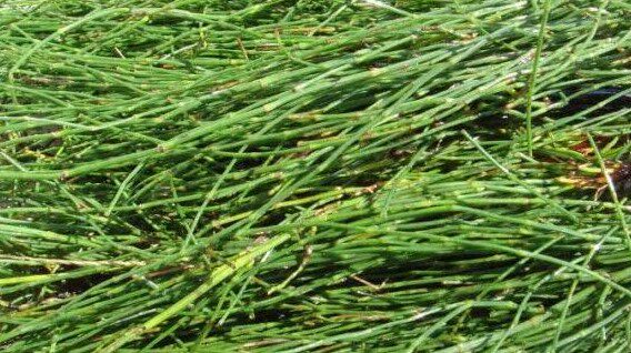 新鲜中药材骨节接骨笔杆笔筒驳节节节草木500克其他药食同源食品