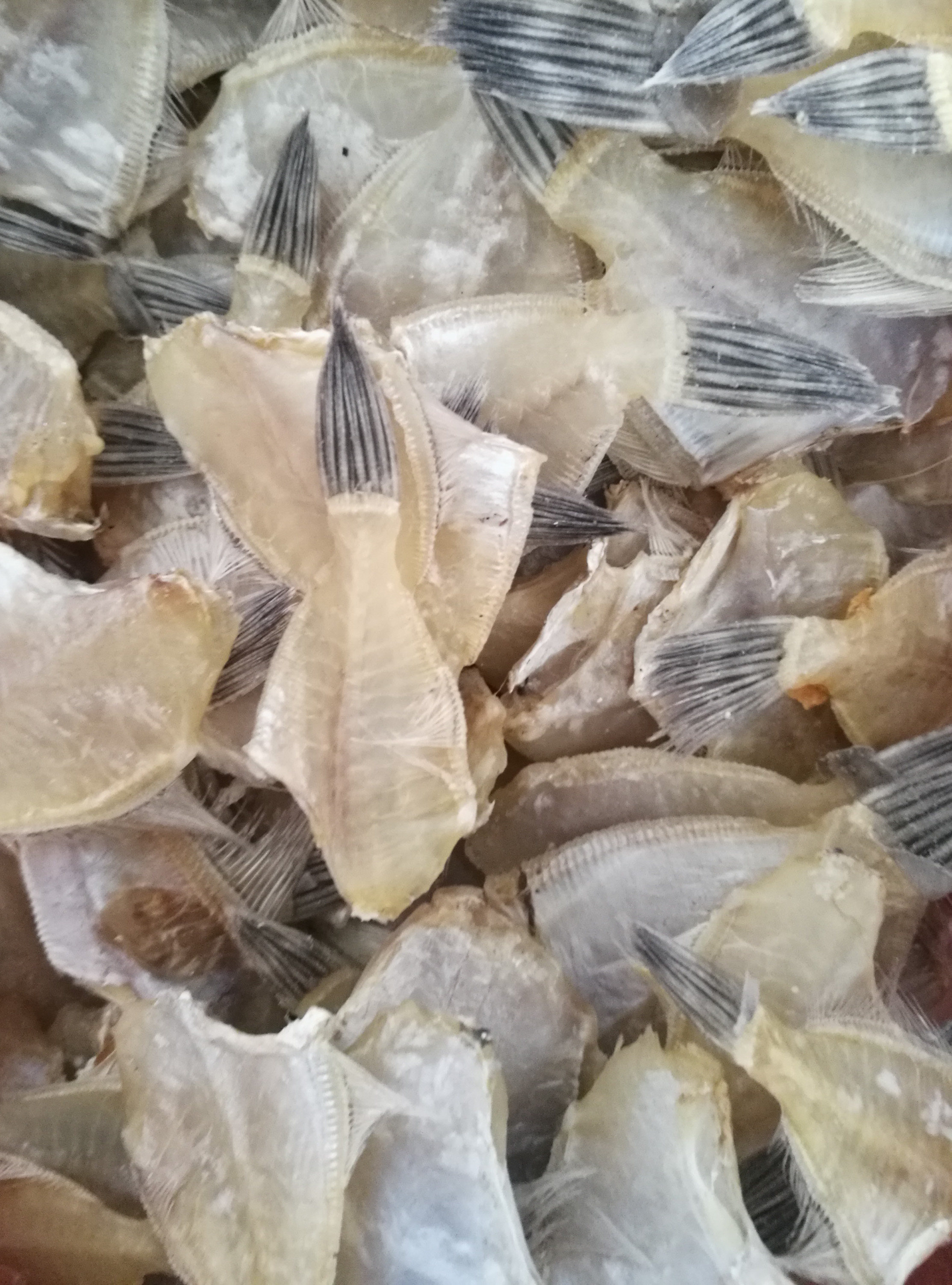 电白特产博贺港淡干洋皮鱼撕皮鱼马面鱼迪仔鱼干