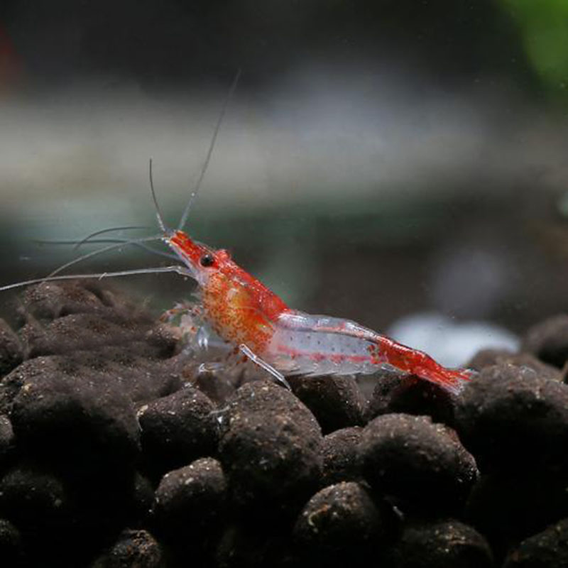 活体观赏宽背虾樱金米黄金米香吉士火虾虾极工具虾