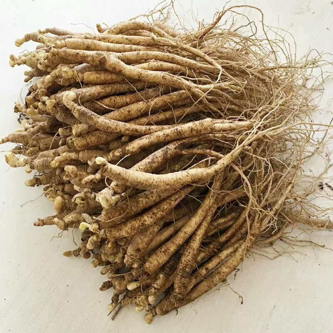 参苗人参苗山参苗移山参苗林下参苗 盆栽参苗园参种子100颗包邮!