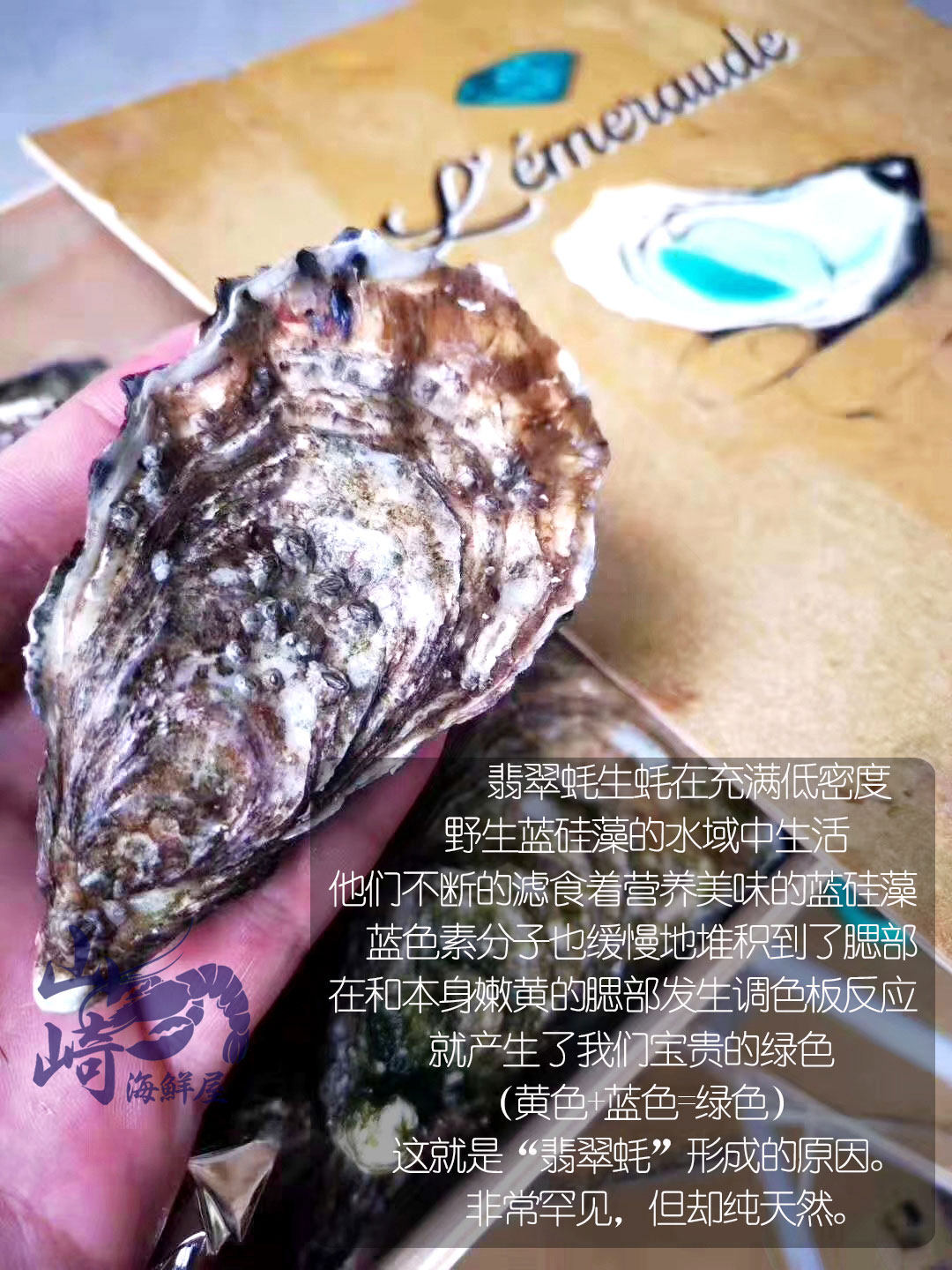 法国翡翠生蚝6只起售空运新鲜刺身开壳即食生蚝