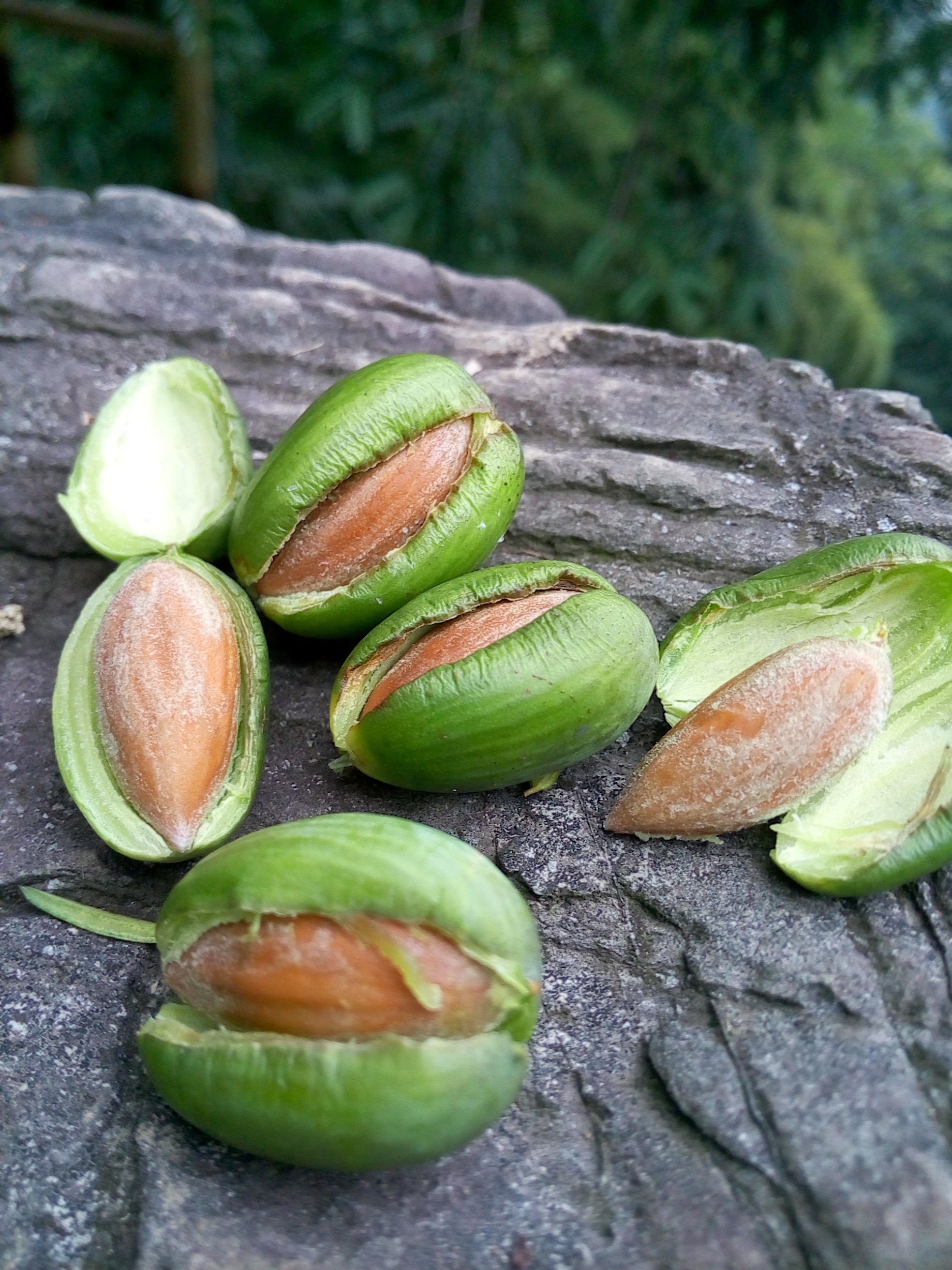 生香2021年新货坚果种子枫桥炒香原料500克香榧