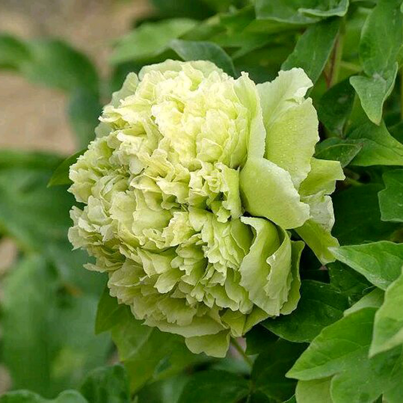 豆绿菏泽洛阳牡丹花苗地栽多年生木本花卉绿色系