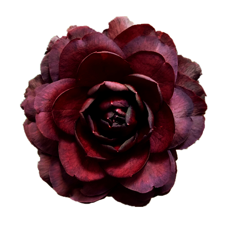 墨川茶花盆栽名贵树苗超墨双系列黑色黑红红色时令草本花卉