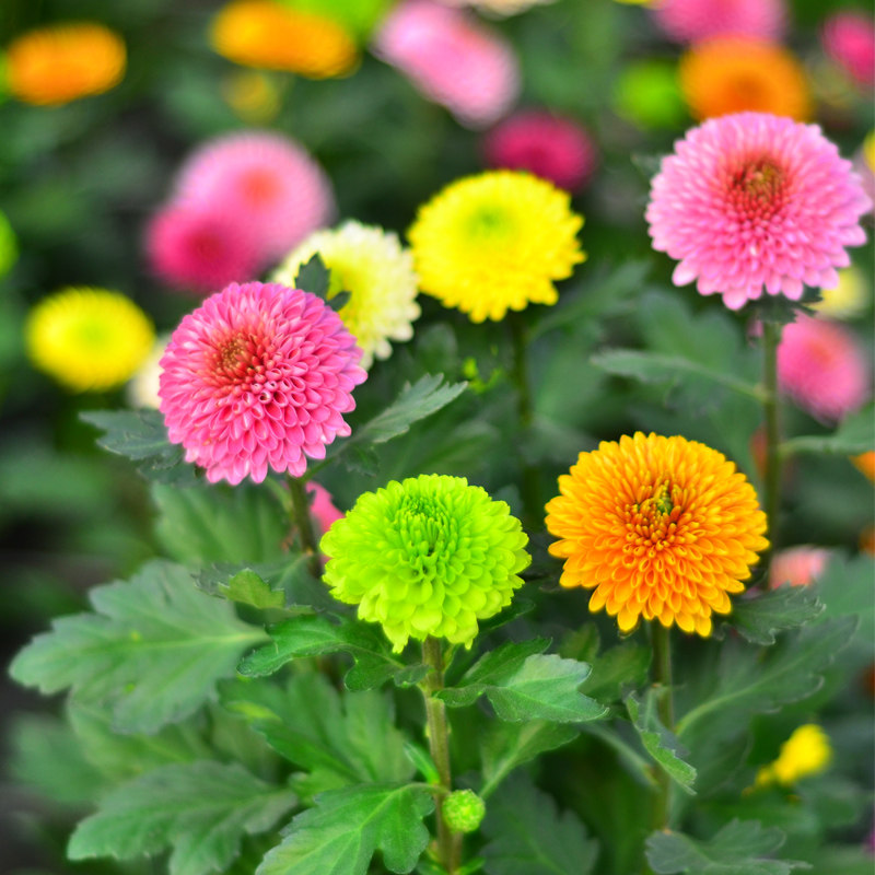 盆栽七彩乒乓花苞混色多色多头室内耐寒好养花卉