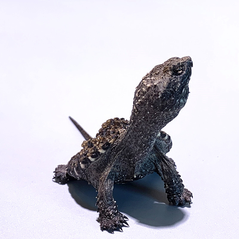 爆刺佛鳄活体深水龟纯佛杂北美杂食小鳄食肉龟