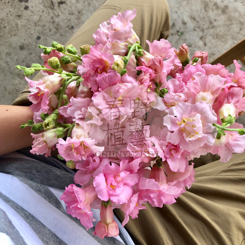 切花重瓣金鱼草可做切花宿根花园植物多年生耐热耐寒花卉庭院阳台