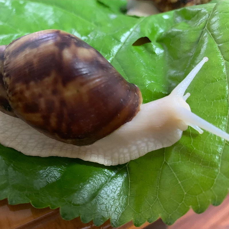 蜗牛宠物白玉套装活体观赏小蜗牛活物饲料饲养螺