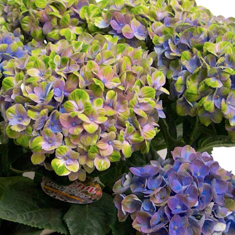 绣球魔幻系列海洋革命珊瑚大花重瓣八仙仙花花卉