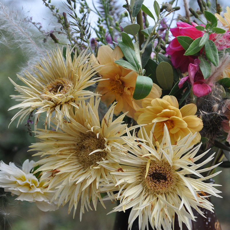 非洲菊拉丝进口重瓣太阳花扶郎阳台四季开花植物花卉