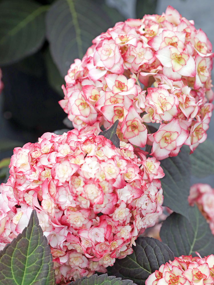 盆栽纱织小姐新品稀有有大花重瓣绣球阳台庭院花卉