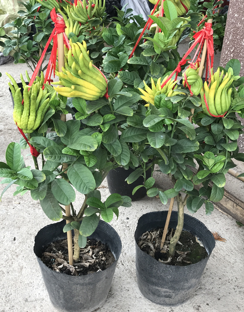 金华办公桌新款防辐射金佛手带幼花苞带土盆景盆栽绿植