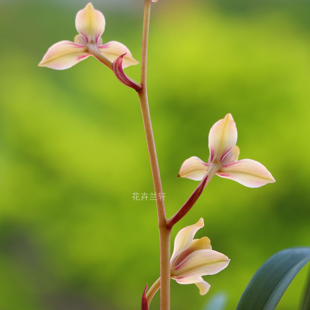 建兰四季市长红梅夏带花苞出售好养花卉盆栽时令草本花卉