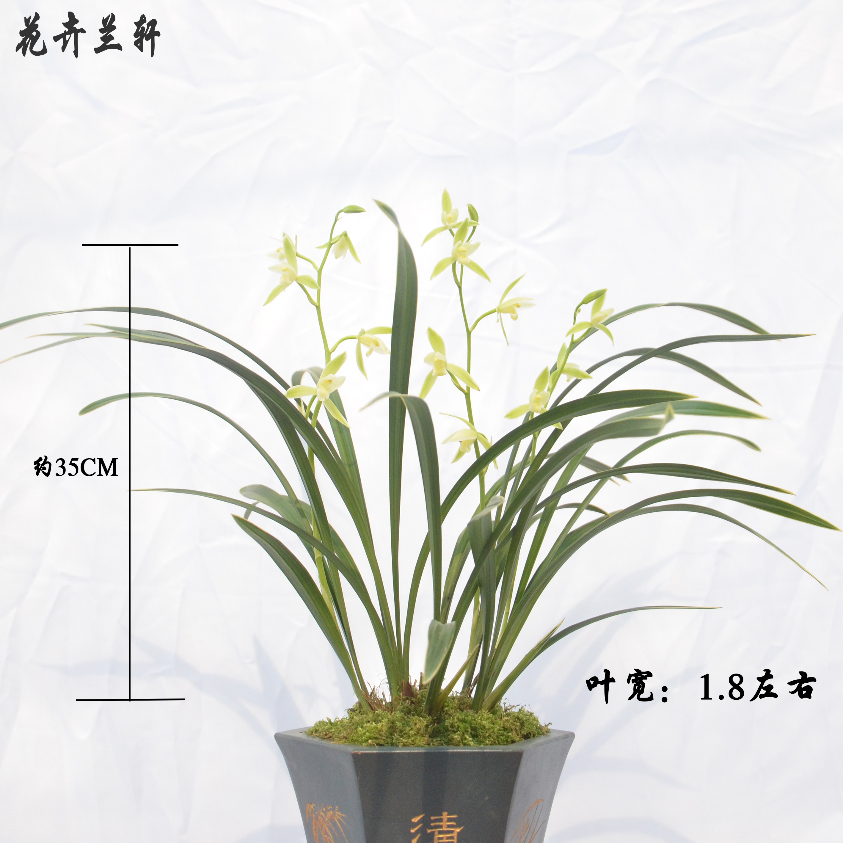 兰花花苗夏带花苞建兰玉女素浓香型花卉绿植时令草本花卉