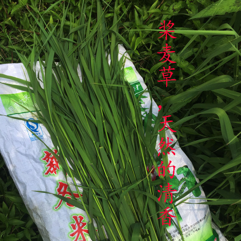 团桨麦草汁麦青汁新鲜原料艾叶艾草制作艾粿其它