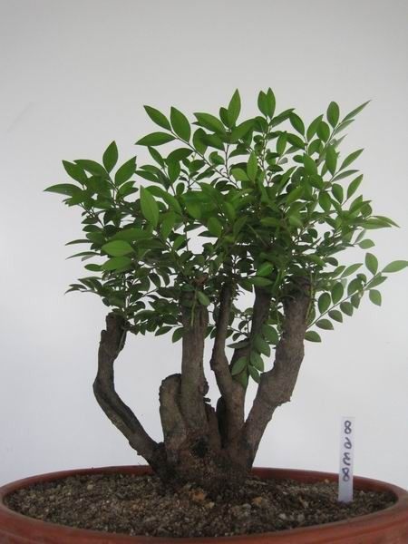 盆栽植物 小叶黑紫檀木 淡淡檀香 盆景 黑紫檀树 黑骨茶花卉绿植