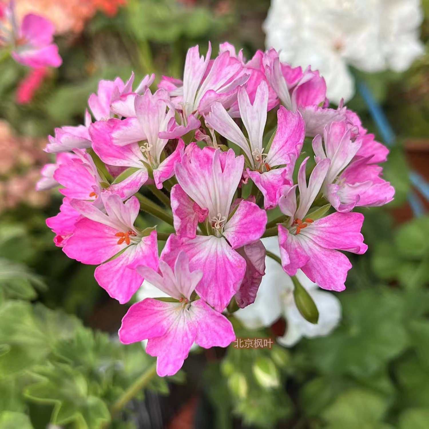 天竺直立盆栽花卉枫叶王妃带花北京发阳阳台时令草本花卉